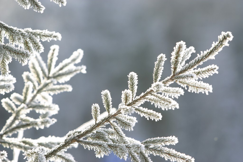 Zasneženo igličnato drevo_zimska makro fotografija