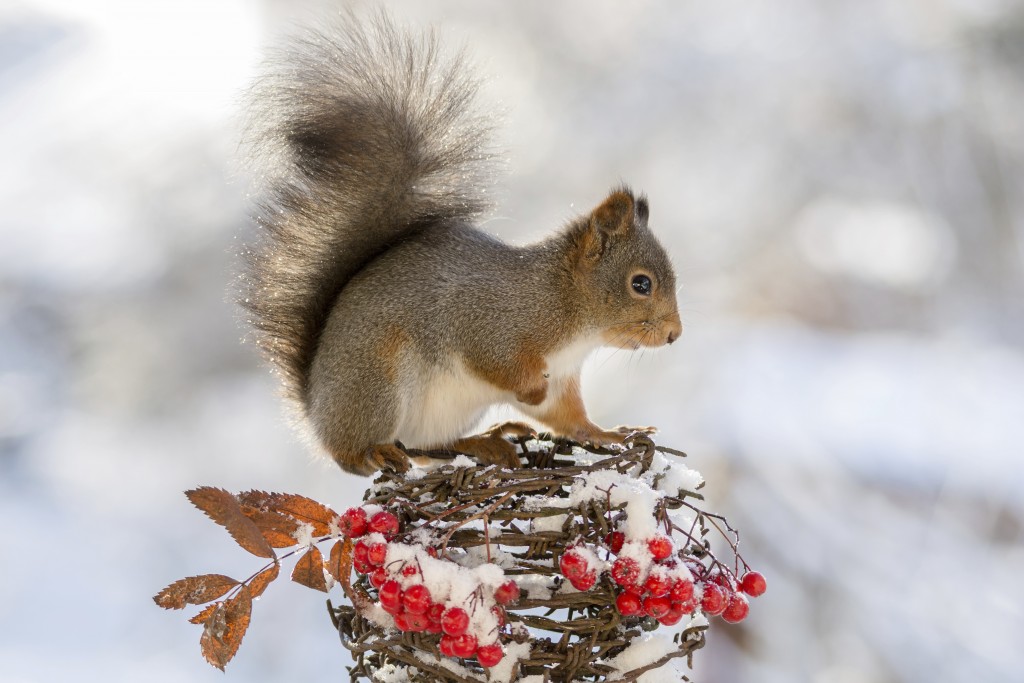 Zimski portret veveričke