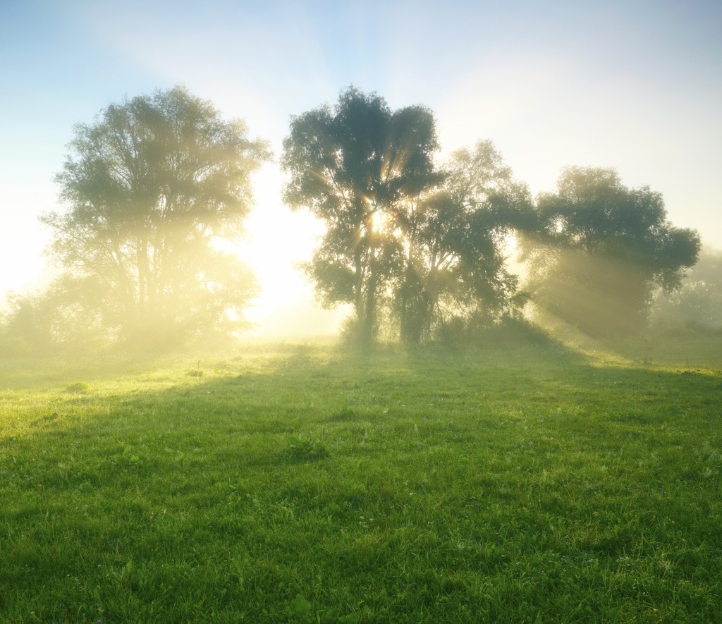 Jutranja fotografija sončnega vzhoda, dreves in travnika