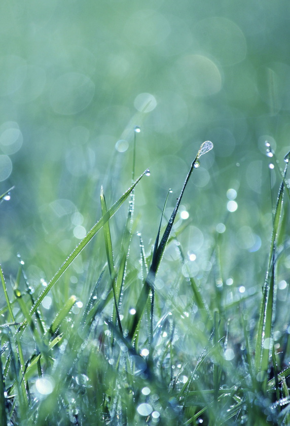 Kapljice dežja ali rose na zeleni travi