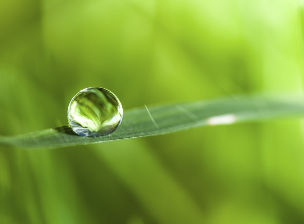 Vodna ali dežna kaplja na zelenem listu