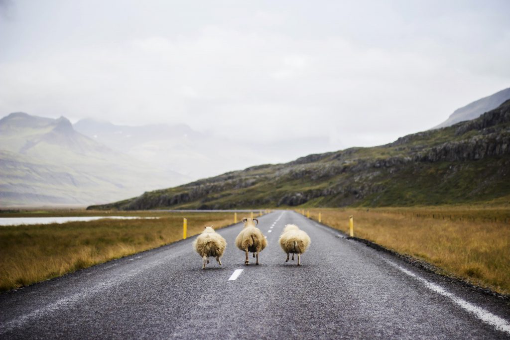 ovce, oven, cesta, teka ovc, mistična narava