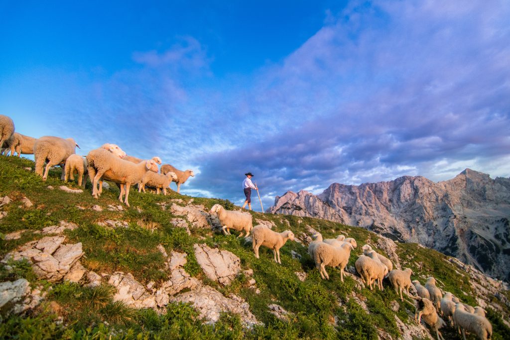 pastir s palico, ovce, planine, gorski svet, alpski svet
