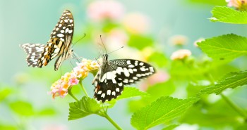 Pomladni motiv z rožo in metuljema