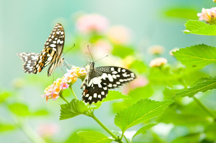 Pomladni motiv z rožo in metuljema