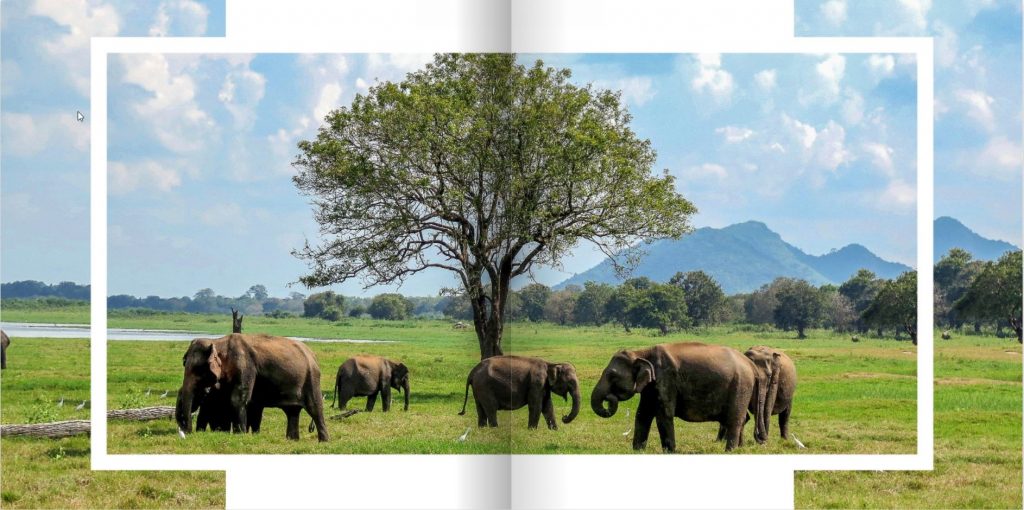 Stran v fotoknjigi Šrilanka, prikazuje slone na travniku in ob drevesu
